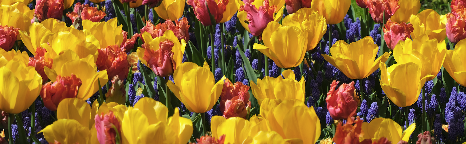 image from Keukenhof Photo Gallery: Spring's Vitality